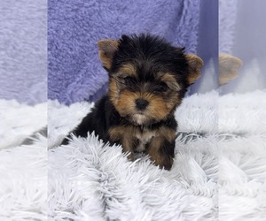 Yorkshire Terrier Puppy for Sale in SANDY HOOK, Kentucky USA