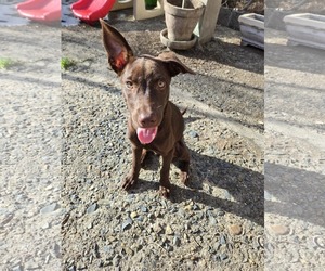 Vizsla-Weimaraner Mix Dogs for adoption in Virginia Beach, VA, USA