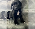 Small Photo #17 American Bandogge mastiff Puppy For Sale in FORT GARLAND, CO, USA