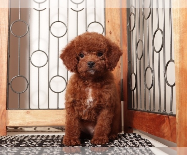 Medium Photo #4 Goldendoodle Puppy For Sale in NAPLES, FL, USA