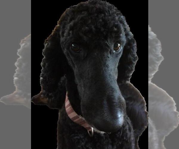 Medium Photo #1 Goldendoodle Puppy For Sale in WICHITA, KS, USA