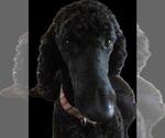 Small Photo #1 Goldendoodle Puppy For Sale in WICHITA, KS, USA