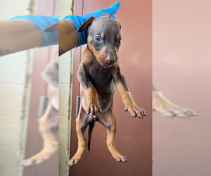 Doberman Pinscher Dogs for adoption in Norco, CA, USA