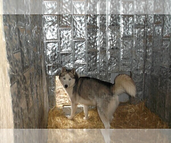 Medium Photo #1 Siberian Husky Puppy For Sale in MOWEAQUA, IL, USA