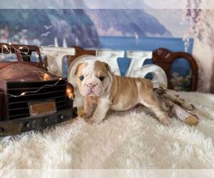 English Bulldog Puppy for sale in OOLOGAH, OK, USA