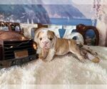 Image preview for Ad Listing. Nickname: nera fawn merle