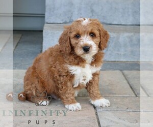 Goldendoodle (Miniature) Puppy for sale in NARVON, PA, USA