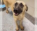 Small #1 Black Mouth Cur Mix