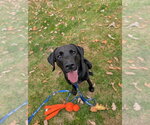 James - Male Labrador Retriever Dog for Adoption - Small photo