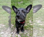 Small #1 Mutt