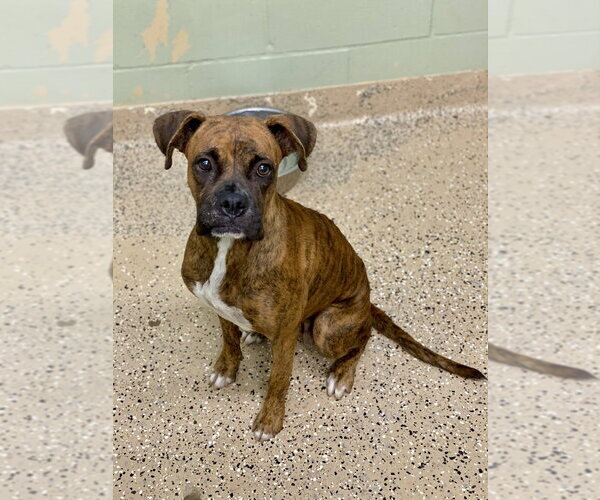 Medium Photo #8 Boxer Puppy For Sale in Austin, TX, USA