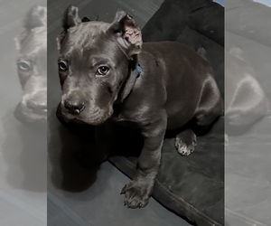 Cane Corso Litter for sale in ANDERSON, IN, USA