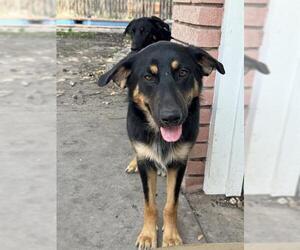 German Shepherd Dog-Unknown Mix Dogs for adoption in San Antonio, TX, USA