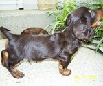 Small #2 Dachshund