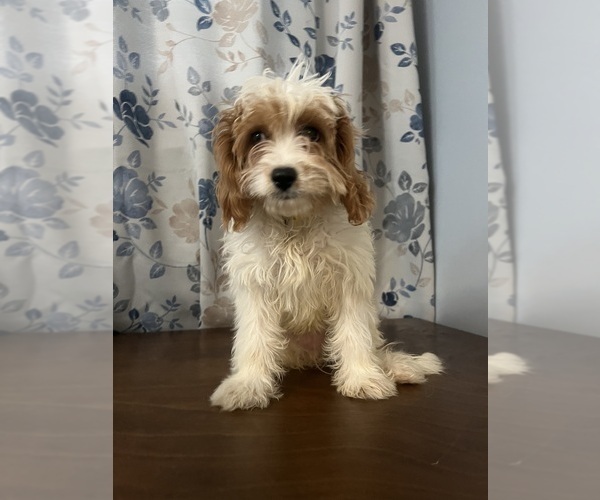 Medium Photo #36 Cavapoo-Poodle (Miniature) Mix Puppy For Sale in DURHAM, CT, USA
