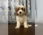 Small #35 Cavapoo-Poodle (Miniature) Mix