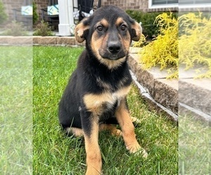 German Shepherd Dog Dog for Adoption in INDIANAPOLIS, Indiana USA