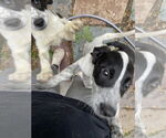 Small #3 Mutt