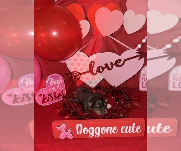 Medium Photo #5 Schnauzer (Miniature) Puppy For Sale in LAFAYETTE, LA, USA