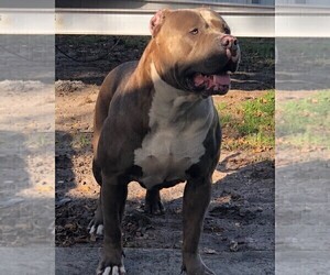 Father of the American Bully puppies born on 02/14/2021