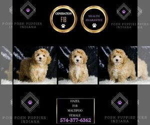 Maltipoo Puppy for sale in WARSAW, IN, USA