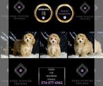 Small Maltipoo