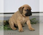 Small #3 Bullmastiff