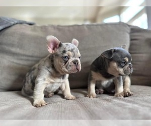 French Bulldog Puppy for sale in VIRGINIA BEACH, VA, USA