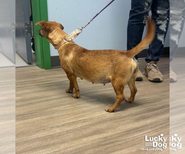 Medium Photo #4 Chiweenie Puppy For Sale in Washington, DC, USA