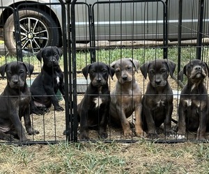 Catahoula Leopard Dog Puppy for Sale in BUSHNELL, Illinois USA
