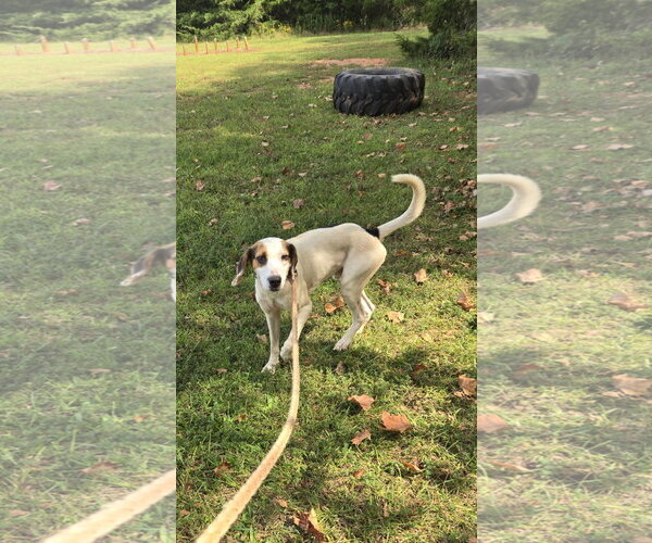 Medium Photo #2 Mutt Puppy For Sale in Rustburg, VA, USA