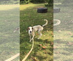 Small #1 Mutt