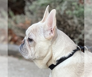 French Bulldog Puppy for sale in VILLA PARK, IL, USA