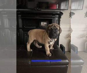 Boerboel Puppy for sale in HUBERT, NC, USA