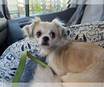 Small Tibetan Spaniel Mix