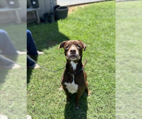 Medium Photo #1 Labrador Retriever-Unknown Mix Puppy For Sale in Lacombe, LA, USA