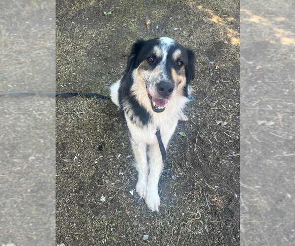 Medium Photo #2 Border Collie-Unknown Mix Puppy For Sale in Salt Lake City, UT, USA