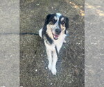 Small #1 Border Collie Mix