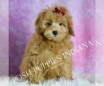 Puppy Marilyn Maltipoo (Miniature)