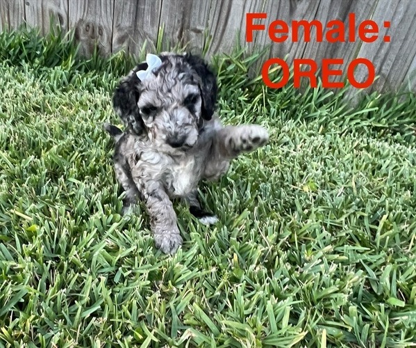 Medium Photo #1 Labradoodle Puppy For Sale in PRAIRIEVILLE, LA, USA