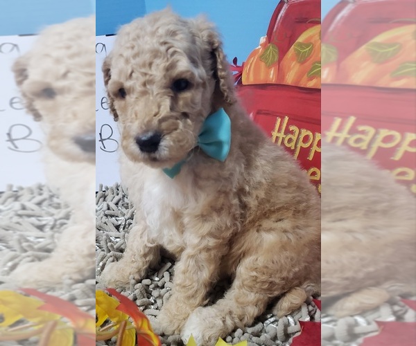 Medium Photo #1 Poodle (Standard) Puppy For Sale in DURANT, OK, USA