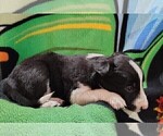 Small #29 Border Collie