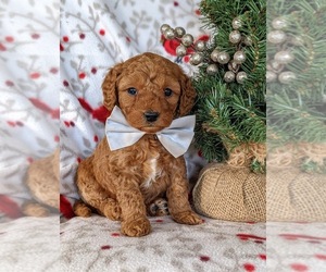 Goldendoodle (Miniature) Puppy for sale in KIRKWOOD, PA, USA