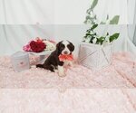 Puppy 1 Aussie-Poo-Aussiedoodle Mix