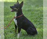Small Photo #4 Rat Terrier Puppy For Sale in Yardley, PA, USA