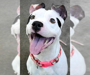 Mutt Dogs for adoption in Sacramento, CA, USA
