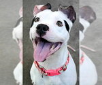 *JANET LEIGH - Female Mutt Dog for Adoption - Small photo