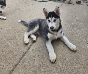 Siberian Husky Puppy for sale in NASHVILLE, TN, USA