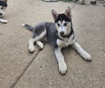 Small Siberian Husky