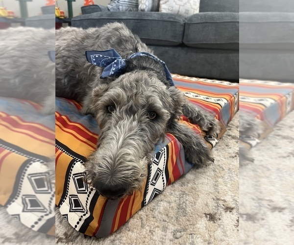 Medium Photo #1 Irish Wolfhound-Poodle (Standard) Mix Puppy For Sale in CHARLESTON, AR, USA